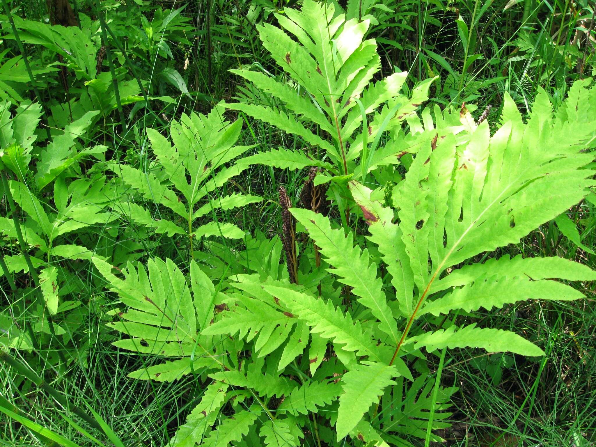 Image of sensitive fern