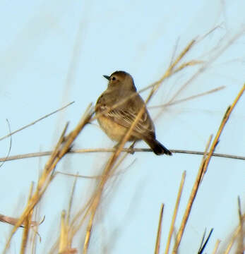 Image of Lesser Shrike-Tyrant