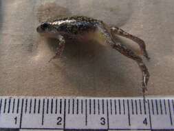 صورة Eleutherodactylus guttilatus (Cope 1879)