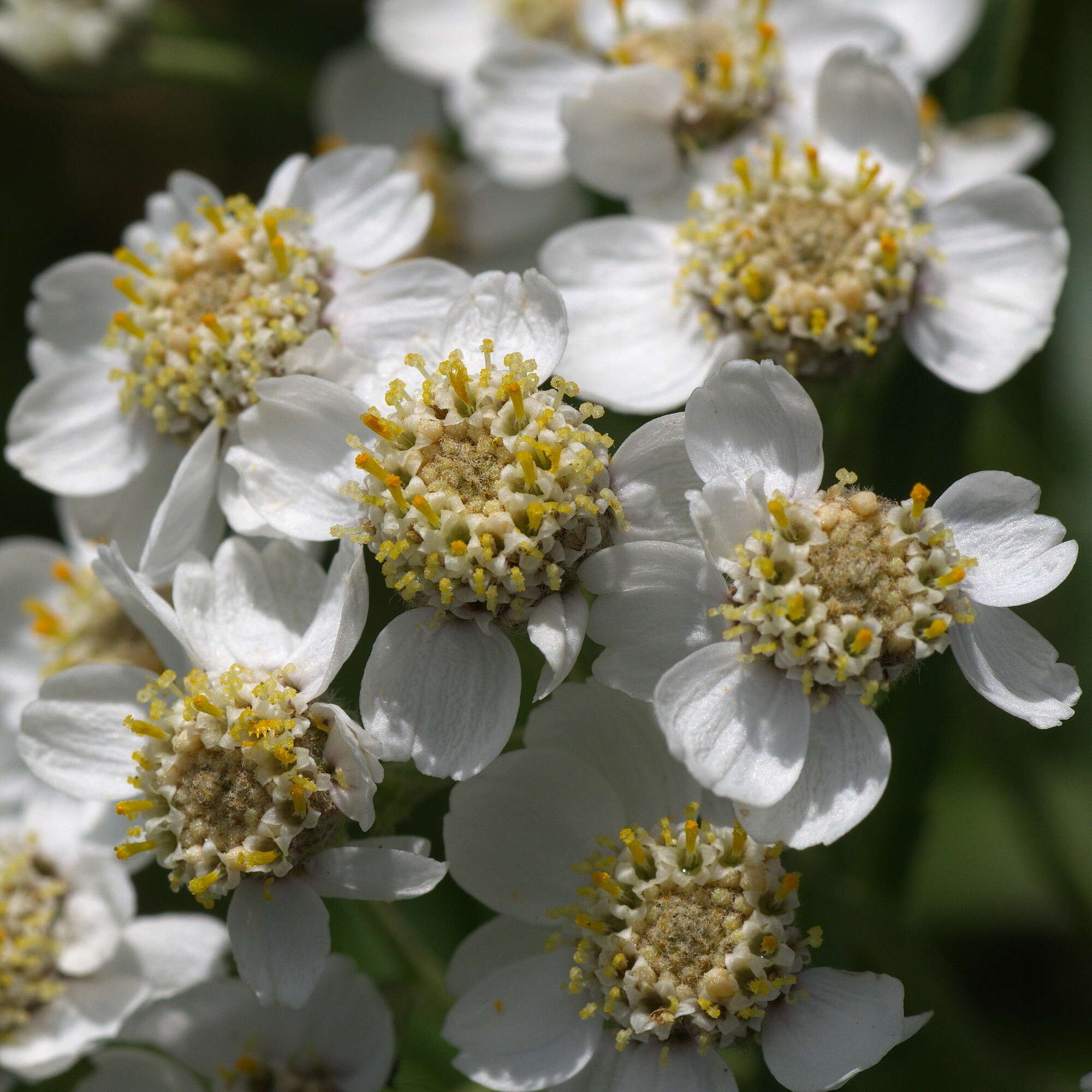 Image of Achillea salicifolia Bess.