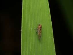 Image of Brown planthopper