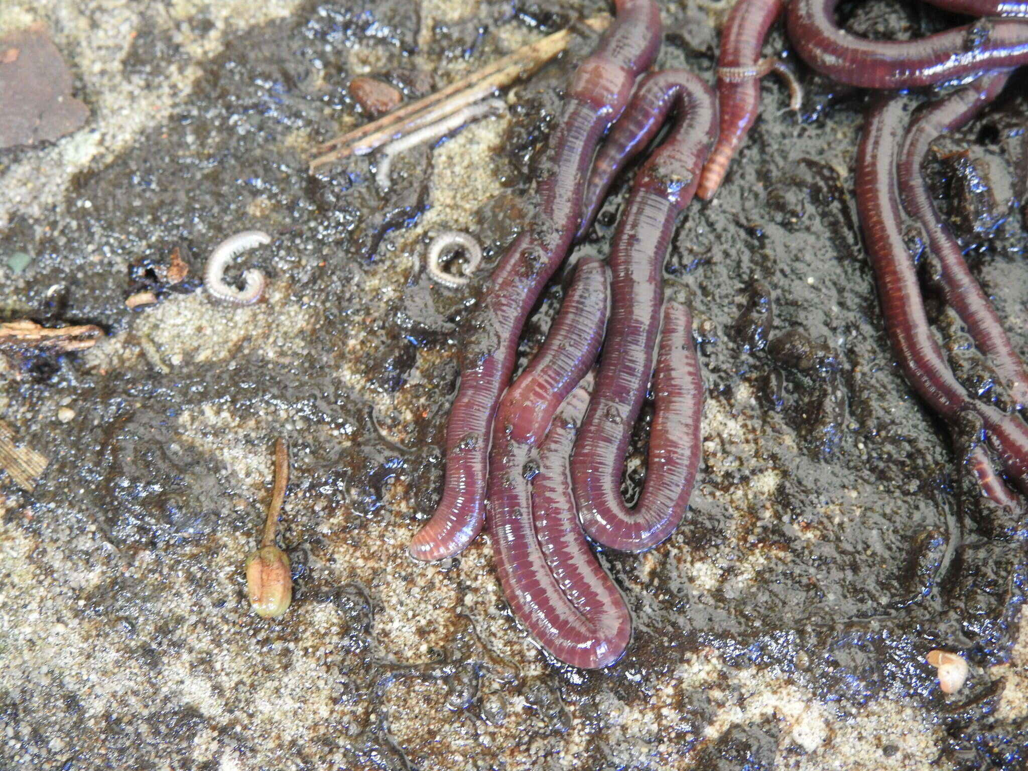 Image of Earthworm