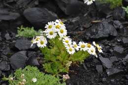 صورة Tripleurospermum maritimum (L.) Koch