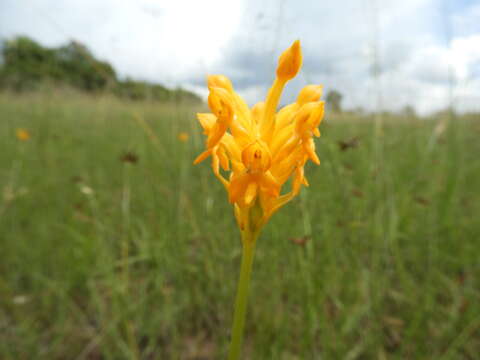 Image of Platycoryne buchananiana (Kraenzl.) Rolfe