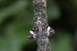 Image of Alcis albifera Moore 1887