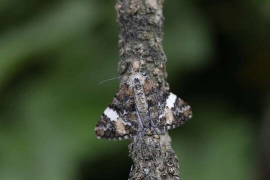 Image de Alcis albifera Moore 1887