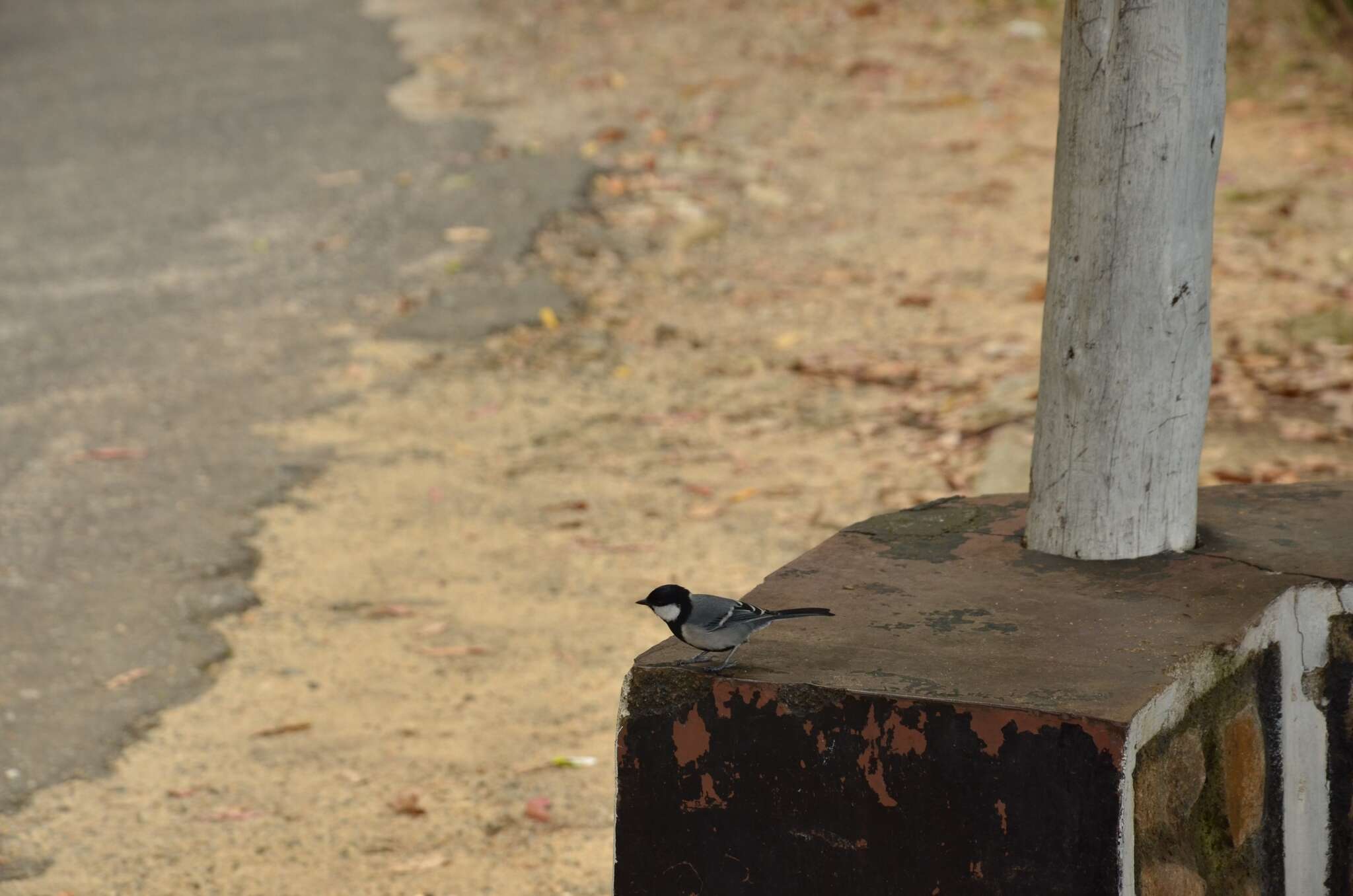 Imagem de Parus cinereus Vieillot 1818