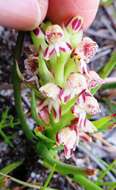 Image of Disa obtusa subsp. picta (Sond.) H. P. Linder