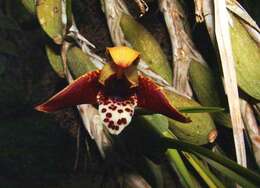 Image of Coconut orchid