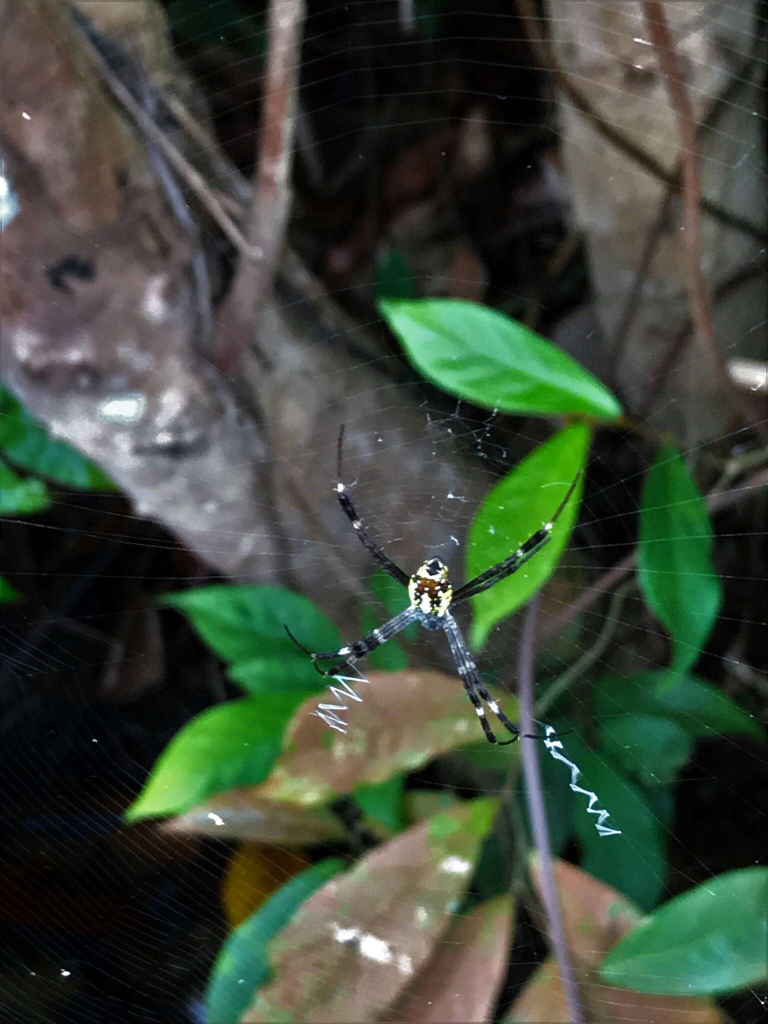 Image of Argiope dang Jäger & Praxaysombath 2009