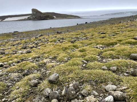 Image of Antarctic hair grass