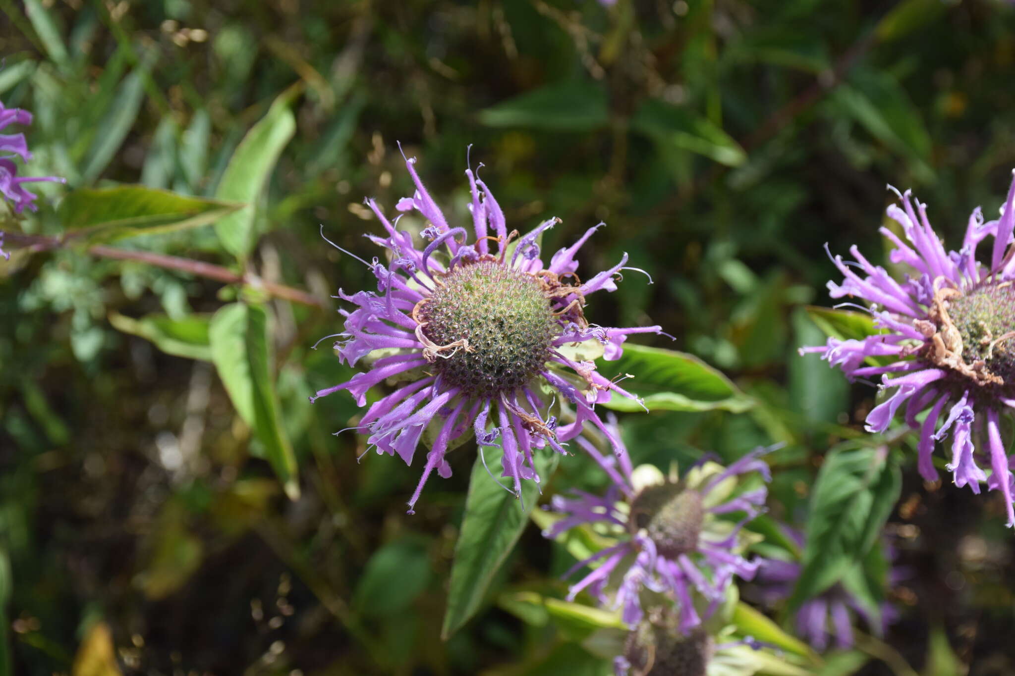 Image of Monarda fistulosa var. menthifolia (Graham) Fernald