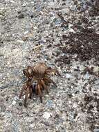 Image of Stanford Hills Trapdoor Spider