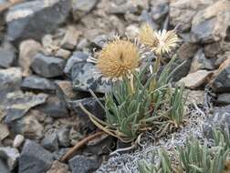 Слика од Erigeron compactus Blake