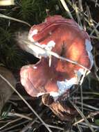 Image of Russula peckii Singer 1943