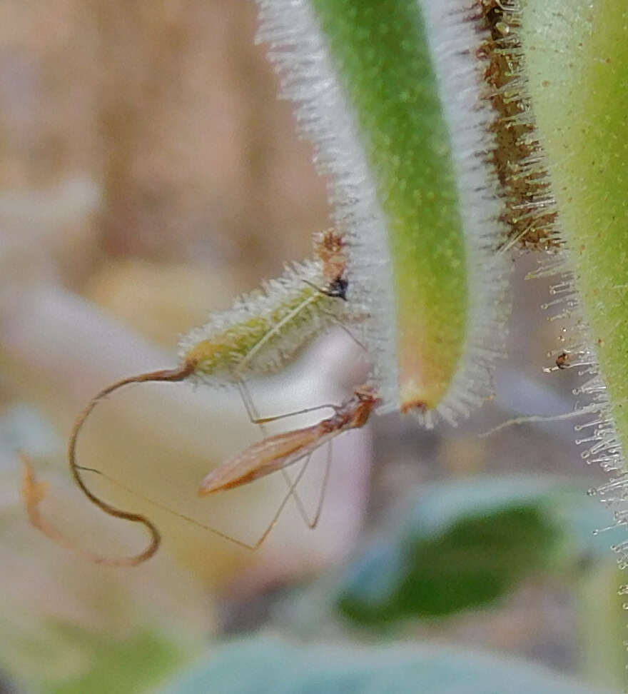 Image of Spined Stilt Bug