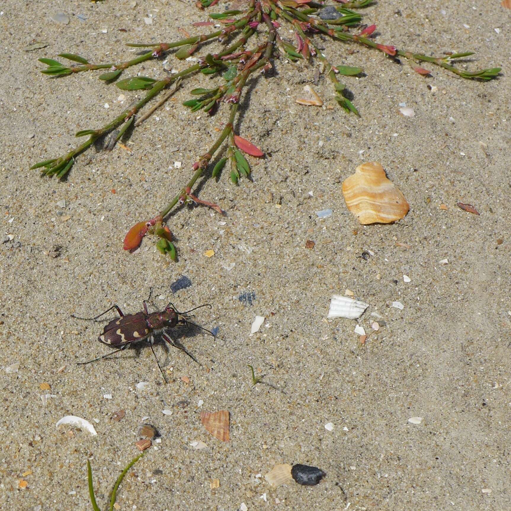 Image of Cicindela (Cicindela) hybrida hybrida Linnaeus 1758