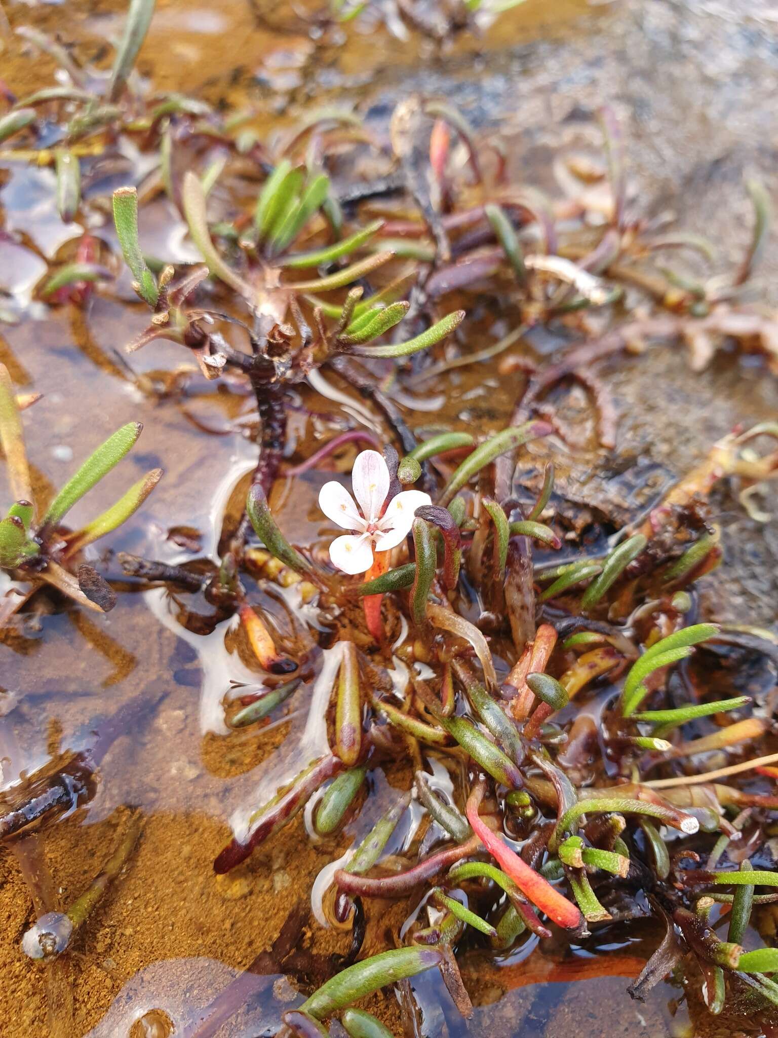 Image of Montia racemosa (Buchanan) Heenan