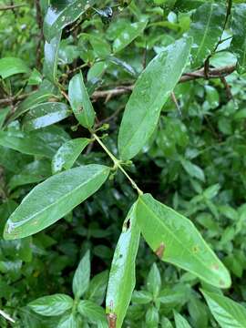 Image of Allocassine laurifolia (Harv.) N. Robson