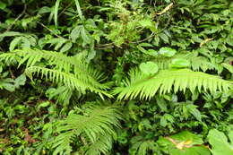 Image of Taiwan maiden fern