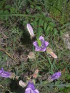 Image of Campanula komarovii Maleev