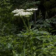 Image of American Cow-Parsnip