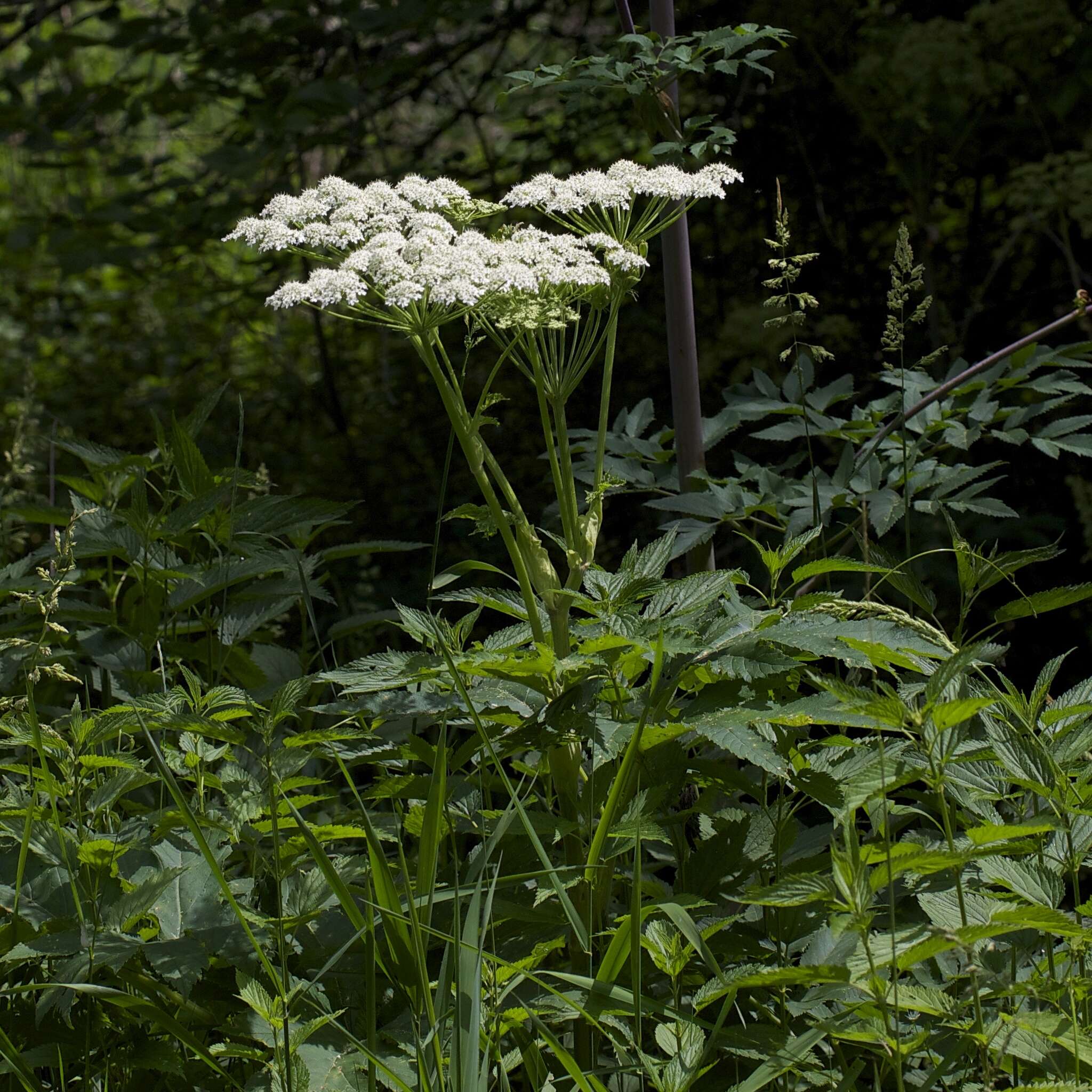 Image of American Cow-Parsnip