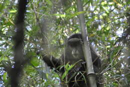 Image of Golden monkey