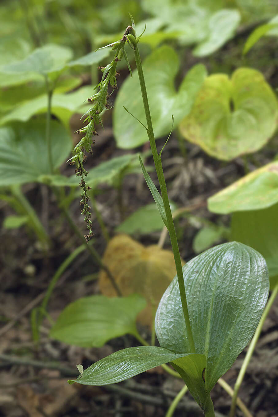 Image of Platanthera chorisiana var. elata Finet