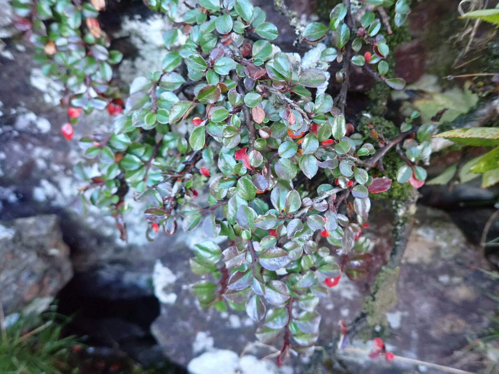 صورة Cotoneaster apiculatus Rehd. & E. H. Wilson