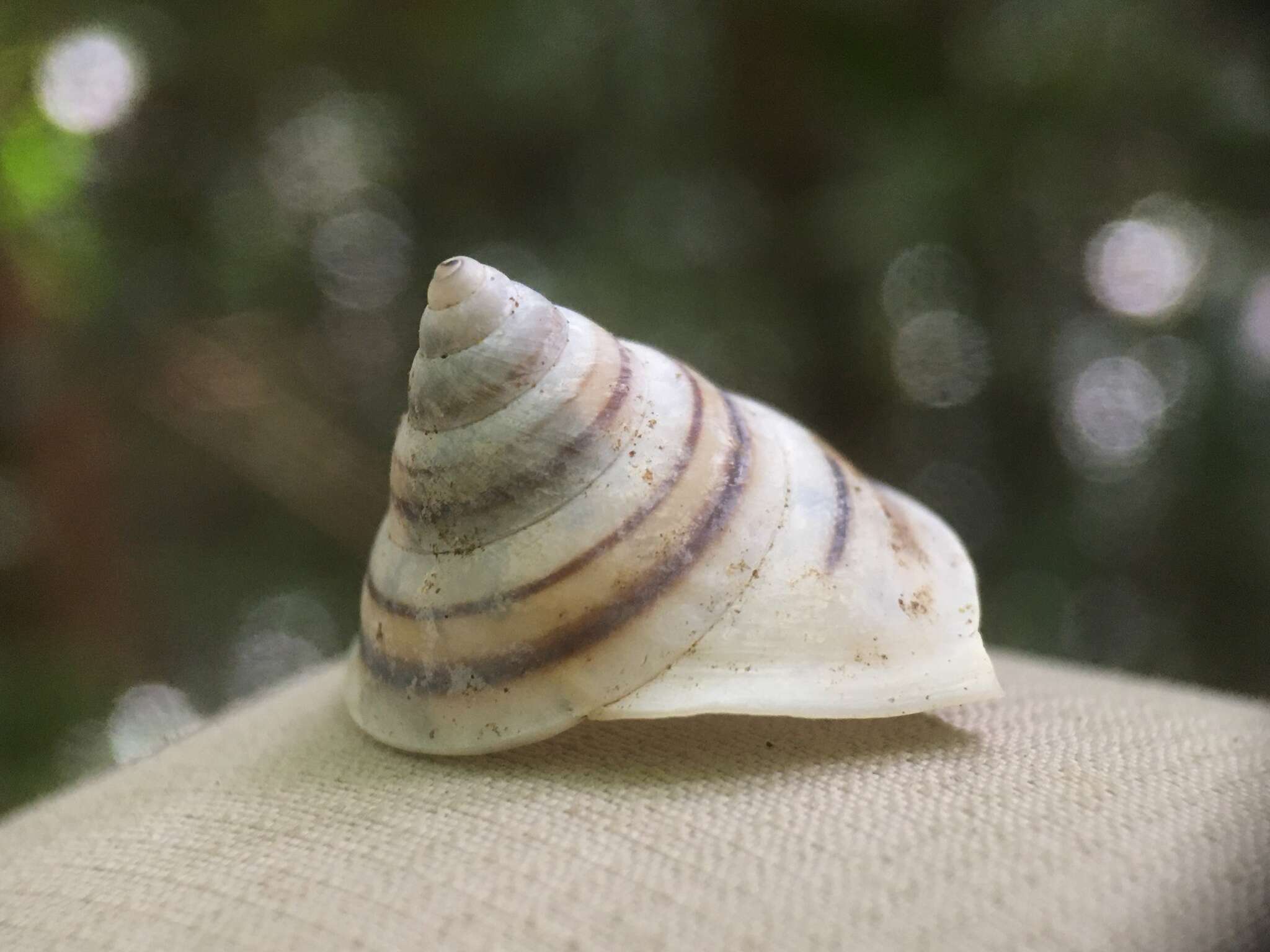 Image of Oxychona bifasciata (Burrow 1815)