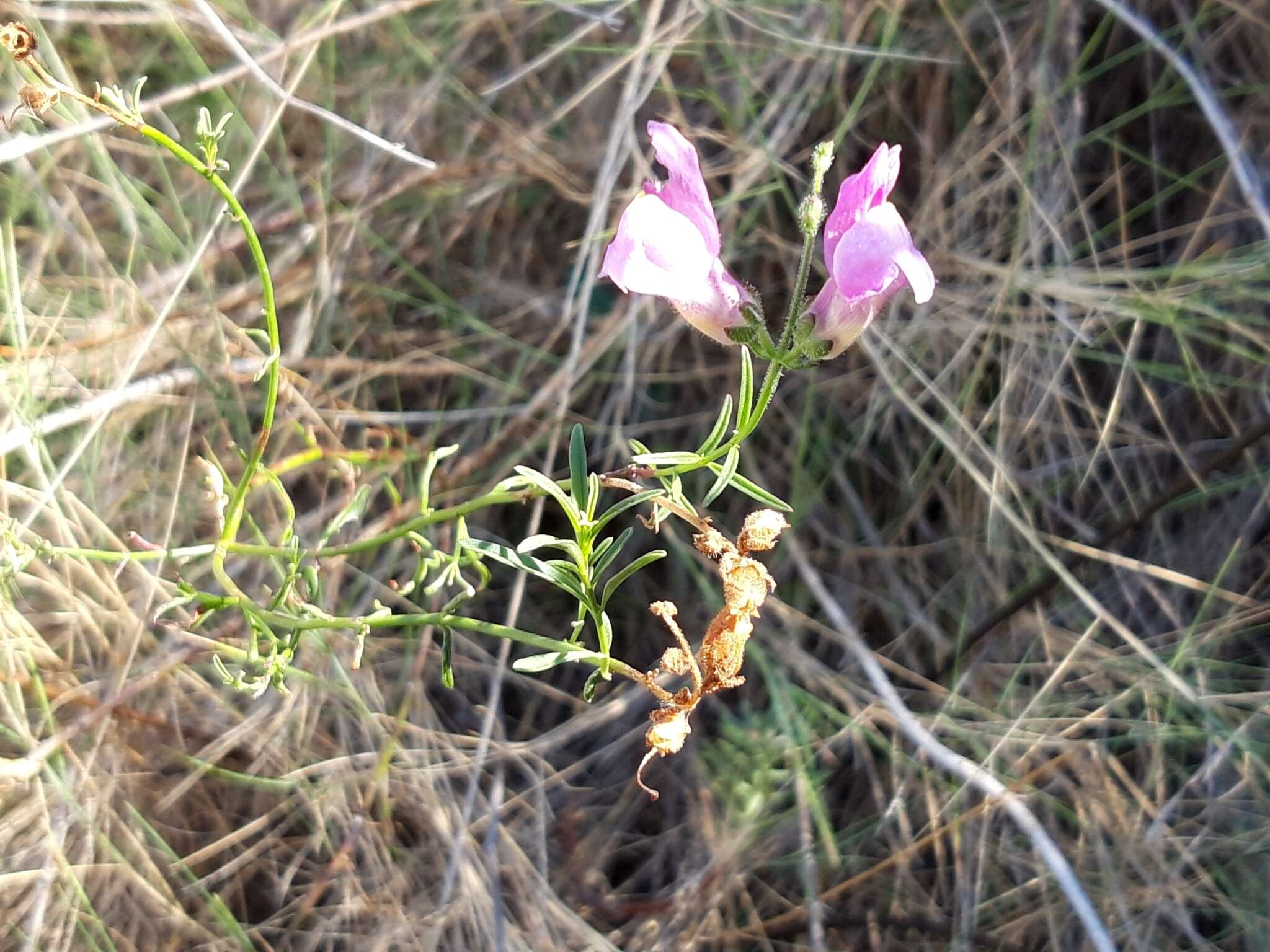 Image of Antirrhinum litigiosum Pau