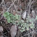 Image de Adiantum chilense var. scabrum (Kaulf.) Hicken