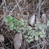 Adiantum chilense var. scabrum (Kaulf.) Hicken的圖片