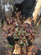 Image of scribbly gum