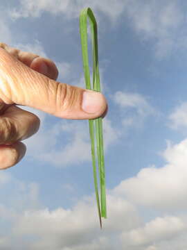 Plancia ëd Andropogon appendiculatus Nees