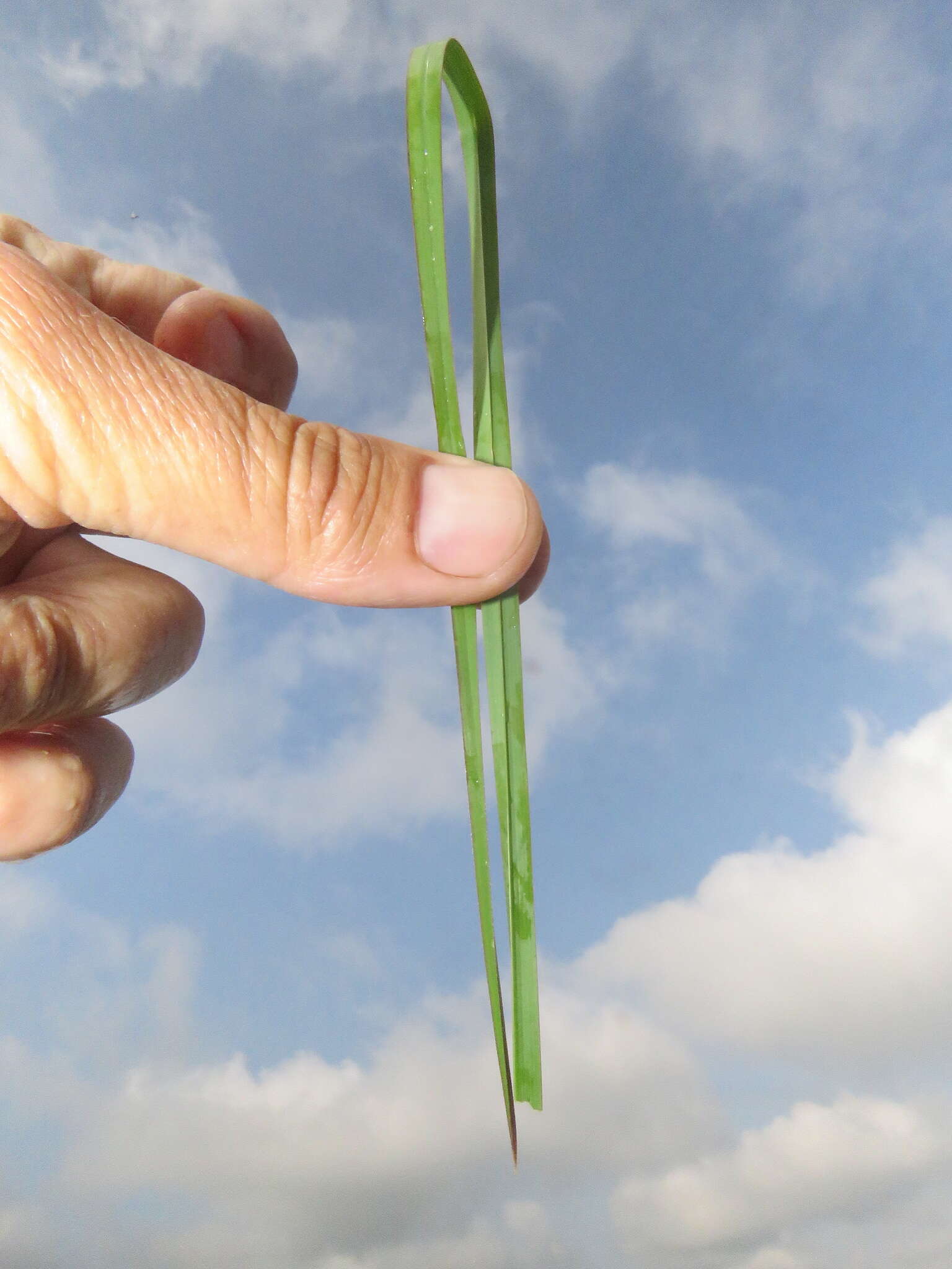 Image of Andropogon appendiculatus Nees