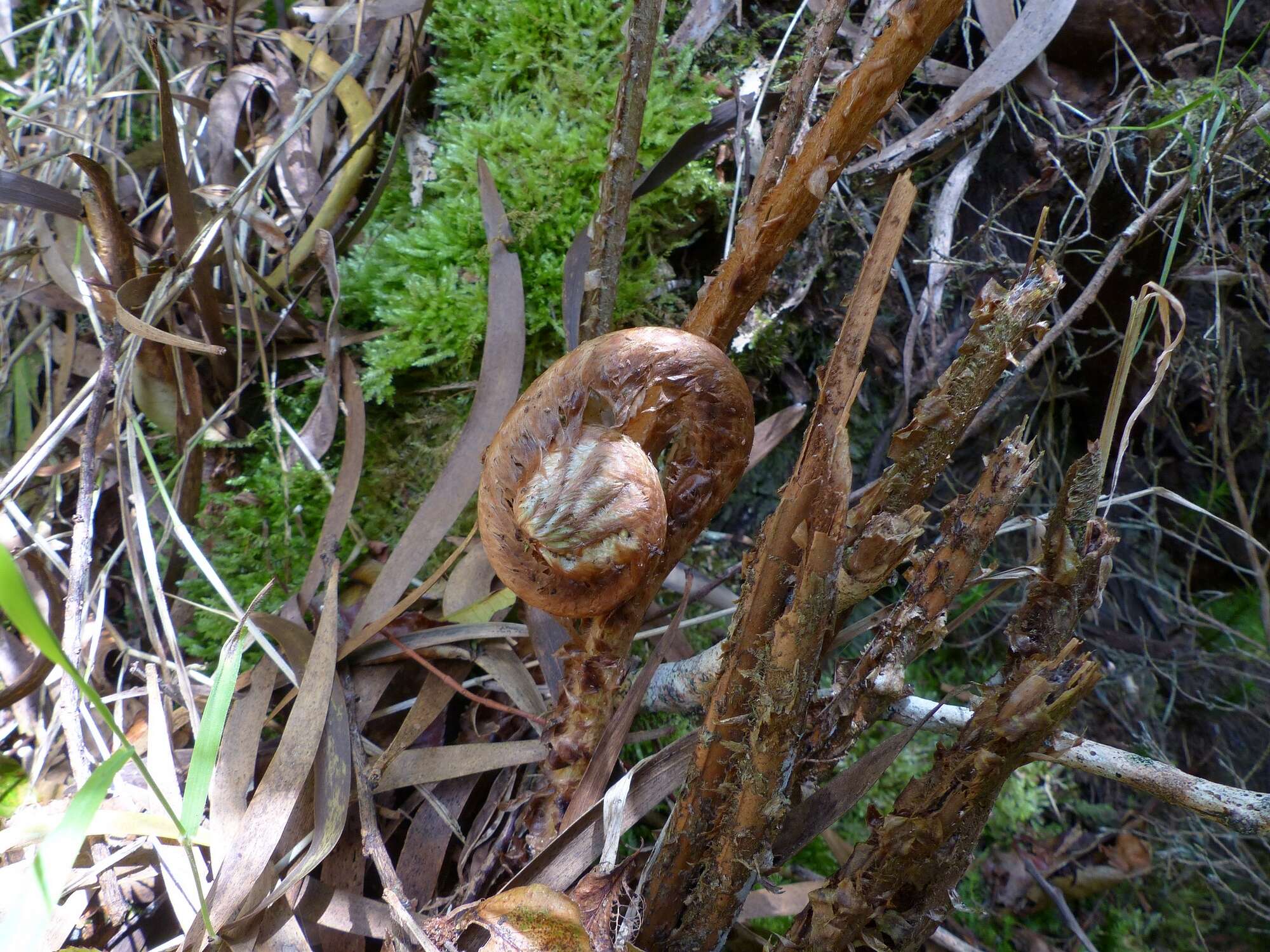 Imagem de Polystichum ammifolium (Desv.) C. Chr.