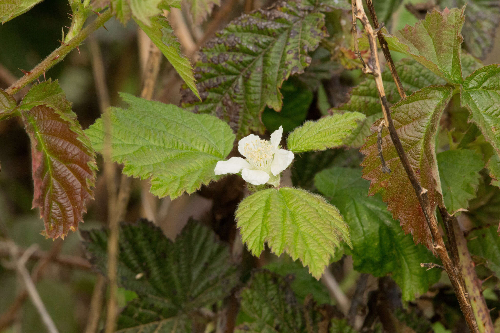 Слика од Rubus ursinus Cham. & Schltdl.