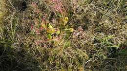 Image of Crassula multicava subsp. multicava