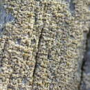 Image of cockleshell lichen