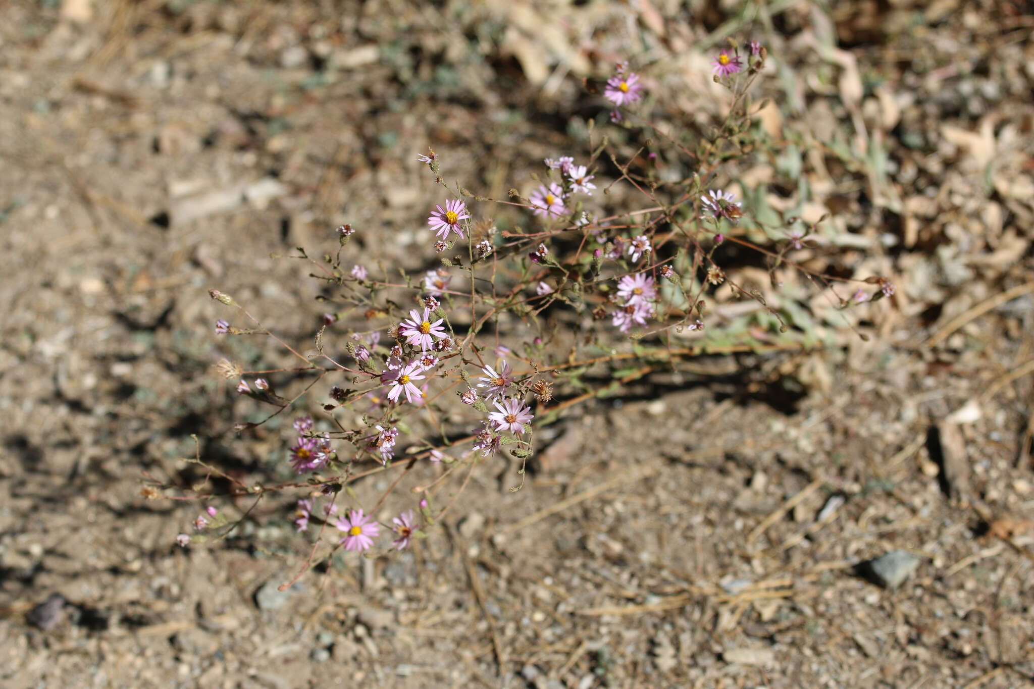 Image of <i>Corethrogyne <i>filaginifolia</i></i> var. filaginifolia