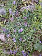 Image of Oxytropis albana Steven