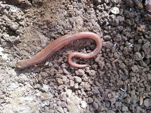 Image of Garden Slender Salamander