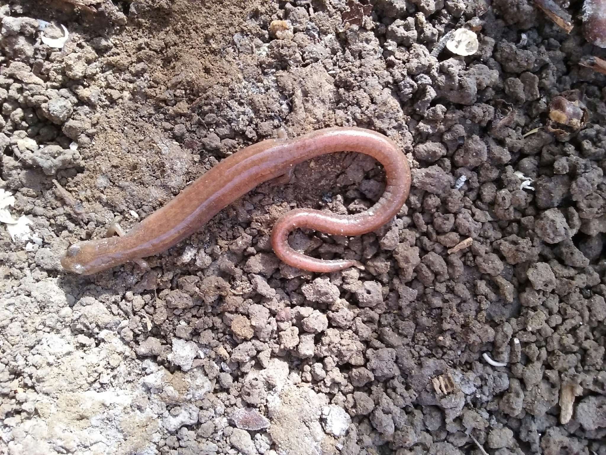 Image of Garden Slender Salamander