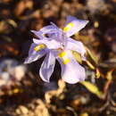 Plancia ëd Moraea quartzicola Goldblatt & J. C. Manning