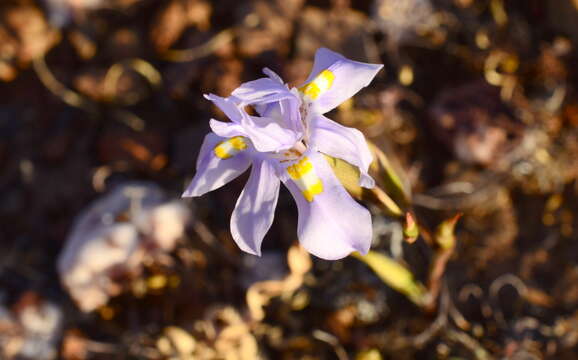 Plancia ëd Moraea quartzicola Goldblatt & J. C. Manning