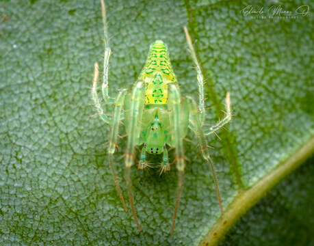 Image de Gnolus cordiformis (Nicolet 1849)