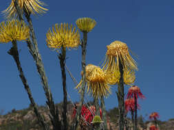 Image of Leucospermum reflexum var. luteum J. P. Rourke