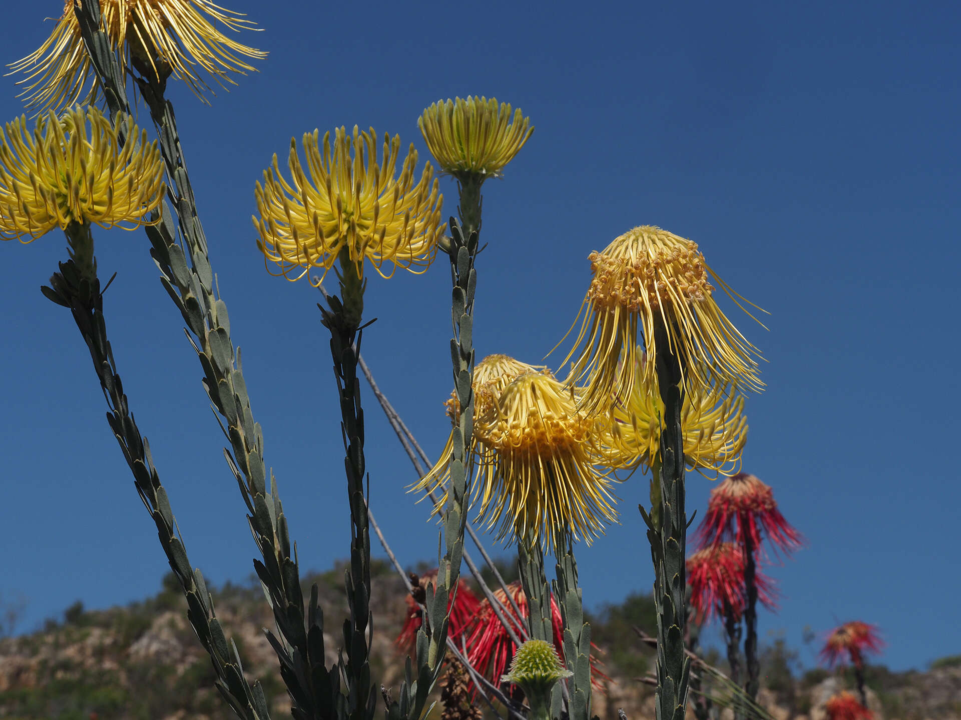 Image of Leucospermum reflexum var. luteum J. P. Rourke